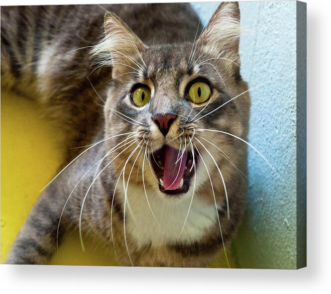 Surprised Cat Mahahual Acrylic Print featuring the photograph Surprised cat in Mahahual, Mexico by David Morehead