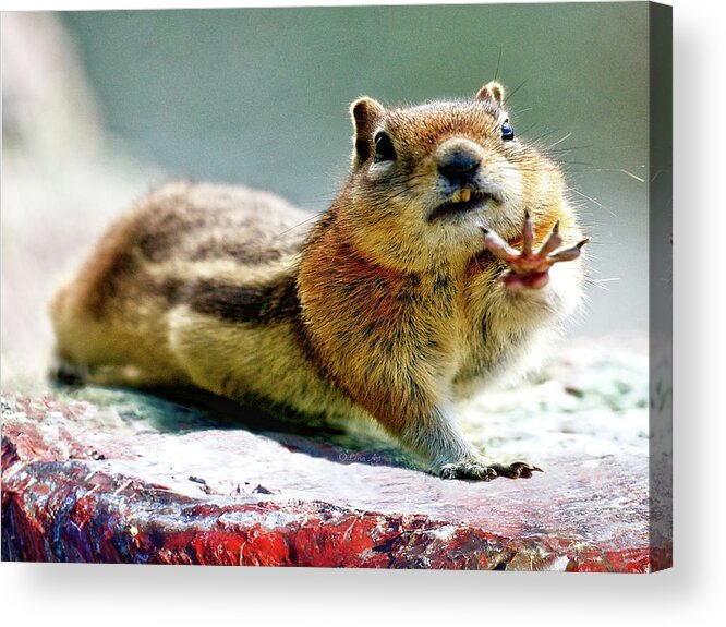 Peanuts For Four Please! Acrylic Print featuring the photograph Talk to the Hand - Horizontal by Lena Owens - OLena Art Vibrant Palette Knife and Graphic Design