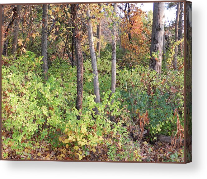 Green Ground Covering Acrylic Print featuring the photograph The Green Ground Covering in the Autumn Woods by Lise Winne