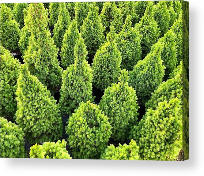 Green Acrylic Print featuring the photograph The Green by Jim Whitley