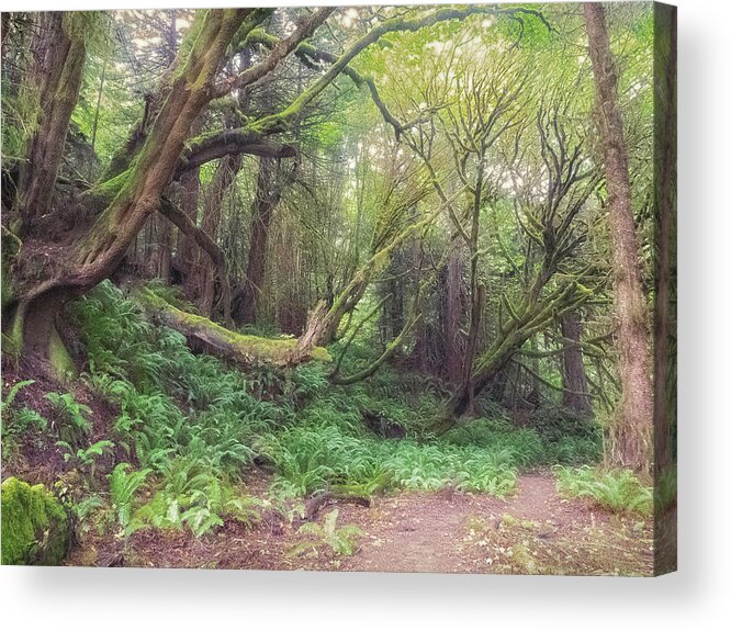 Forest Acrylic Print featuring the photograph The Kind Bending of FOrest Beings by Lynn Wohlers