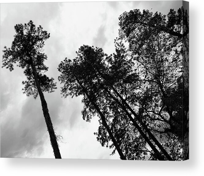 Tree Acrylic Print featuring the photograph The Leader and His Henchmen Stare BW by Lee Darnell