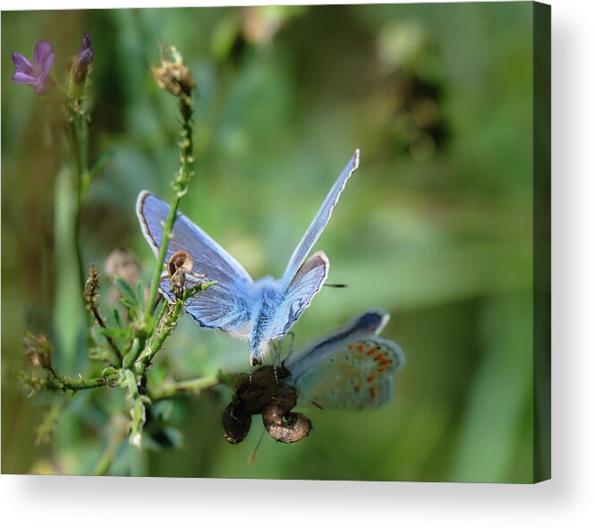 Lac Fauvel Acrylic Print featuring the photograph The Mirrors Butterfly by Carl Marceau