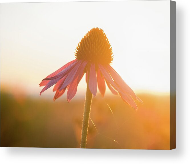 Flower Acrylic Print featuring the photograph They call it the Golden Hour by Kristine Hinrichs