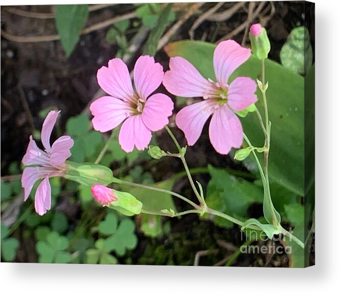 Flowers Acrylic Print featuring the photograph Three Blooms by Catherine Wilson