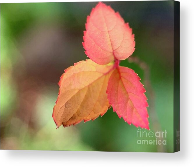 Fall Acrylic Print featuring the photograph Three Fall Leaves by Catherine Wilson