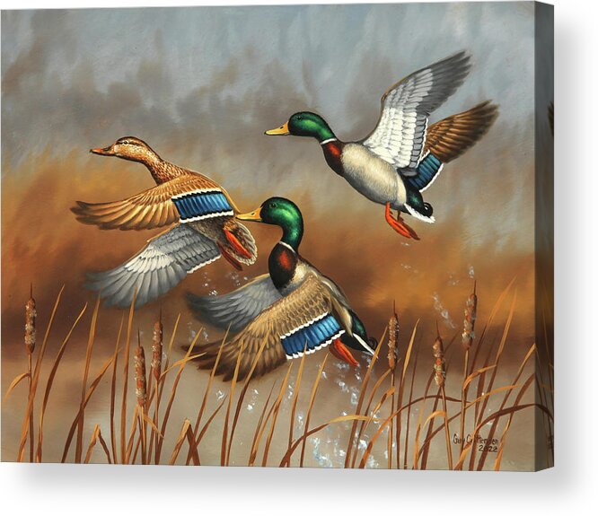 Mallards Acrylic Print featuring the painting Three Jumpers by Guy Crittenden