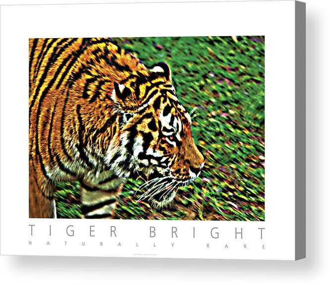 Tiger Acrylic Print featuring the photograph Tiger Bright Naturally Rare Poster by David Davies
