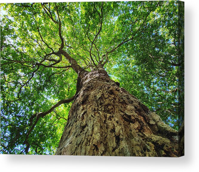 Tranquility Acrylic Print featuring the photograph Tree Hugger by Catherine MacBride