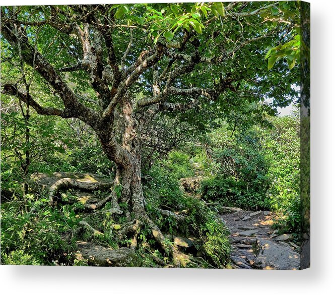 Tree Acrylic Print featuring the photograph Tree of Wonder by Allen Nice-Webb