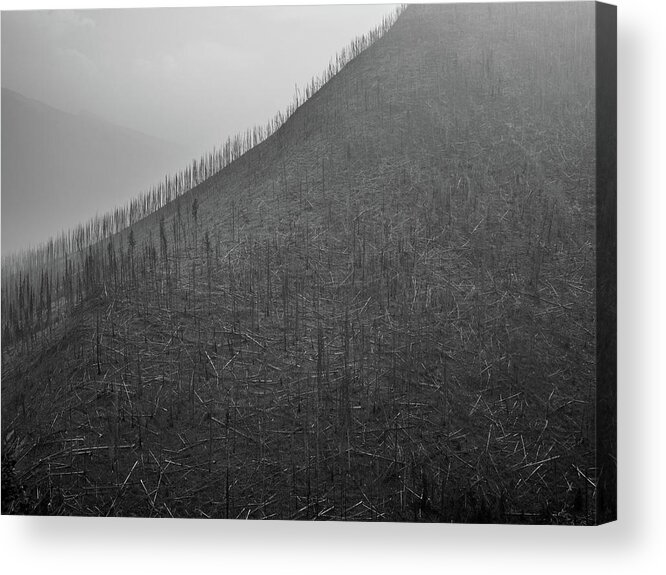 Trees Acrylic Print featuring the photograph Tree Skeletons on Hills by Pak Hong