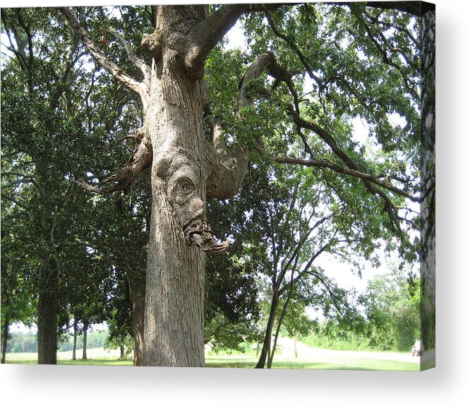 Tree Acrylic Print featuring the photograph Tree by Stephen Hawks