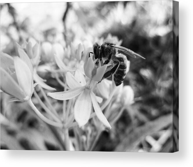 Asclepias Curassavica Acrylic Print featuring the photograph Tropical Milkweed and a Bee by W Craig Photography
