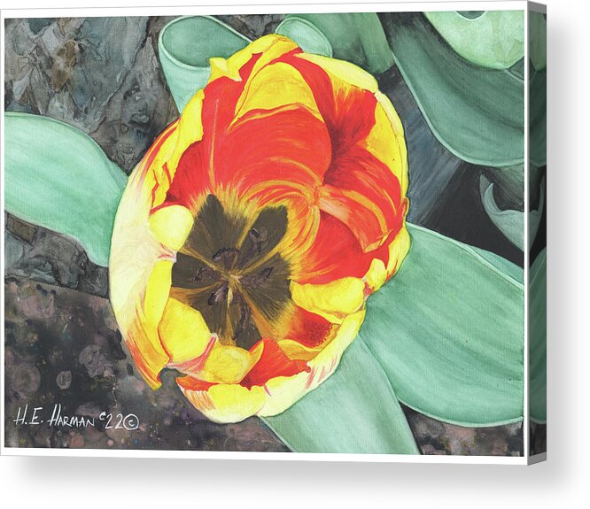 Watercolor Acrylic Print featuring the painting Tulip Heart by Heather E Harman