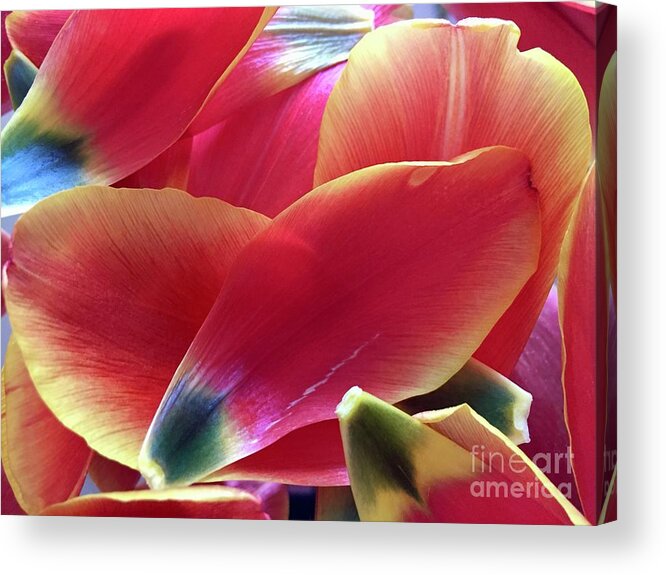 Composition Acrylic Print featuring the photograph Tulip Series 1-2 by J Doyne Miller