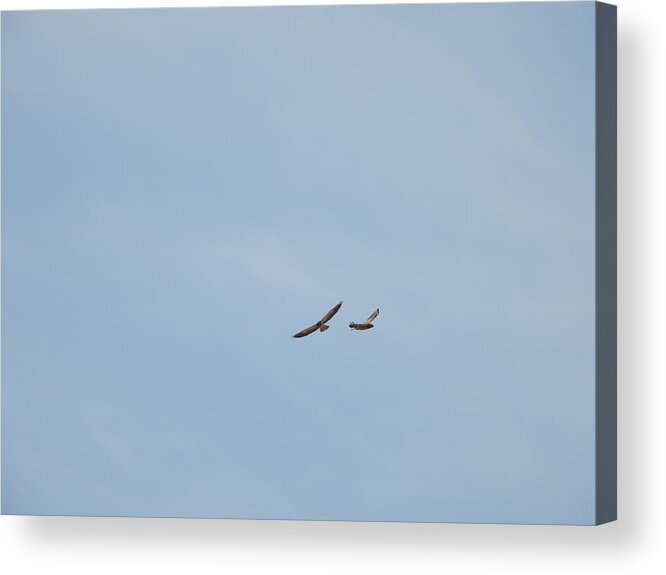 Hawks Acrylic Print featuring the photograph Two Hawks in Flight by Amanda R Wright