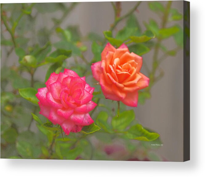 Botanical Acrylic Print featuring the photograph Two in One by Richard Thomas