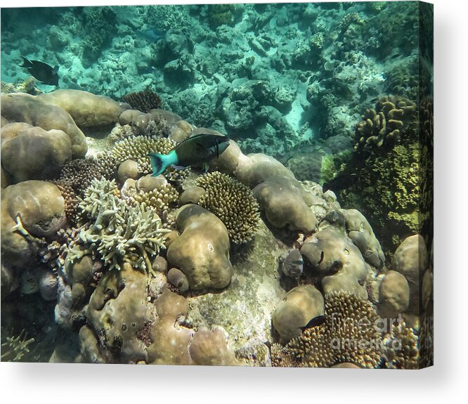 Great Barrier Reef Acrylic Print featuring the photograph Underwater Colors by Bob Phillips