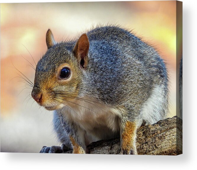 Squirrel Acrylic Print featuring the photograph Up Close by Cathy Kovarik