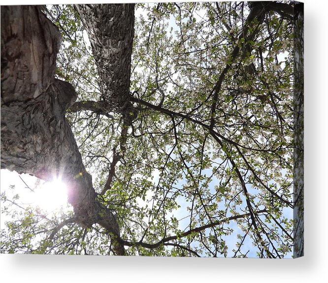 Blooming Acrylic Print featuring the photograph Up Through Blooming Branches by Amanda R Wright