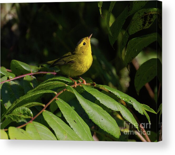 Birds Acrylic Print featuring the photograph Keep Looking Up by Chris Scroggins