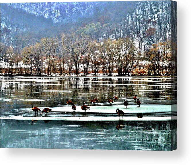 Geese Acrylic Print featuring the photograph Walking on Water by Susie Loechler