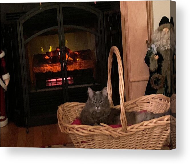Cat Acrylic Print featuring the photograph Warm and Fuzzy by Lee Darnell