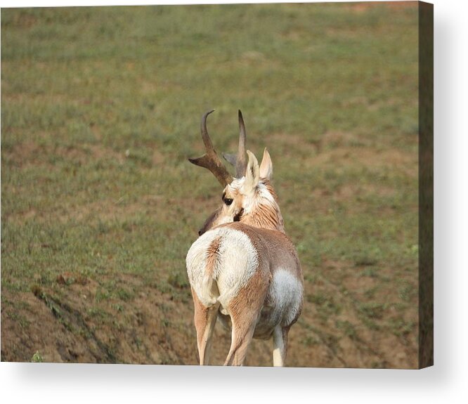 Antelope Acrylic Print featuring the photograph Watchful Antelope by Amanda R Wright