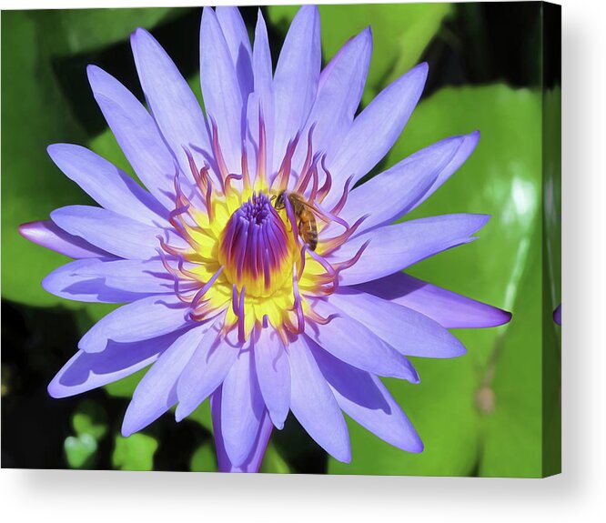 Flower Acrylic Print featuring the photograph Water Lilies 27 by Dawn Eshelman