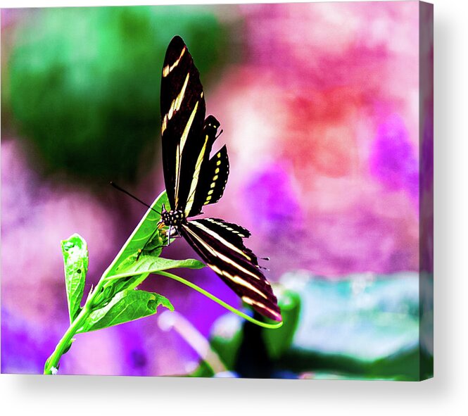 Butterfly Acrylic Print featuring the photograph Watercolor Butterfly by Mireyah Wolfe