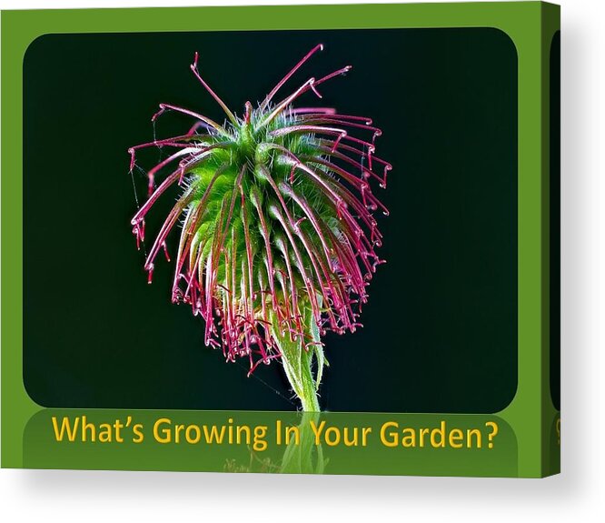 Flower Acrylic Print featuring the photograph What's Growing In Your Garden by Nancy Ayanna Wyatt