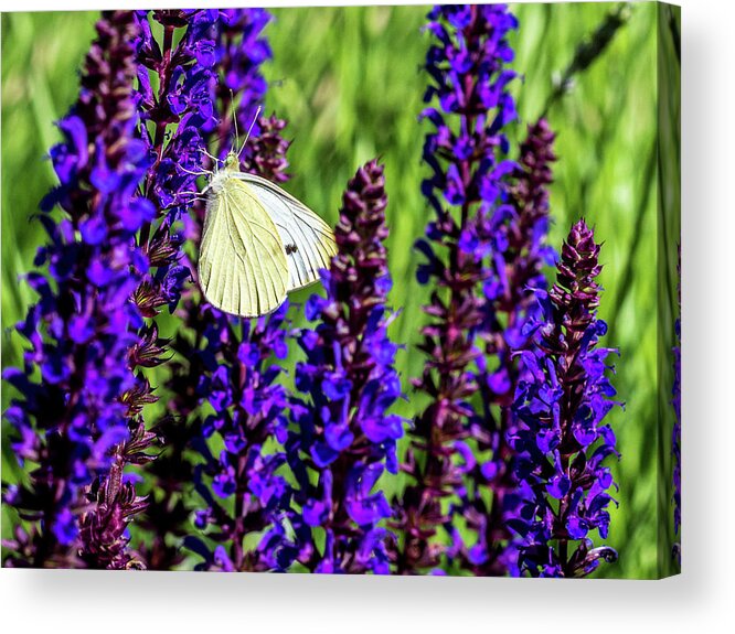 Flowers Acrylic Print featuring the photograph White Butterfly by Louis Dallara