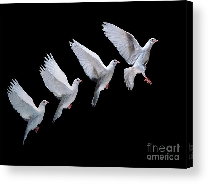 Columba Livia Acrylic Print featuring the photograph White dove in flight multiple exposure 4 on black by Warren Photographic