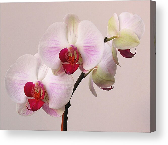Orchid Acrylic Print featuring the photograph White Orchid by Juergen Roth