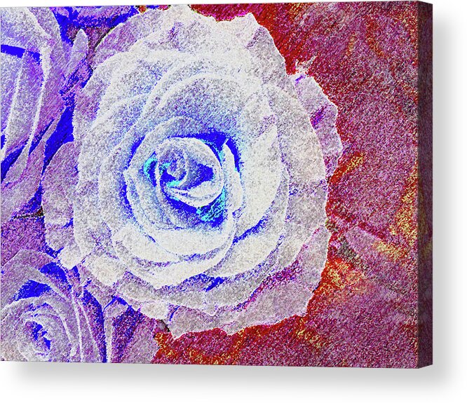 Rose Acrylic Print featuring the photograph White Rose in Blue and Red by Corinne Carroll