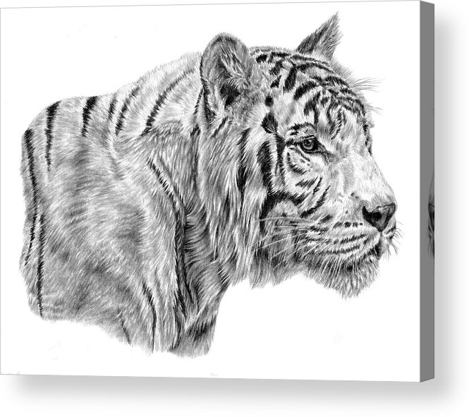 Tiger Acrylic Print featuring the drawing White Tiger by Pencil Paws