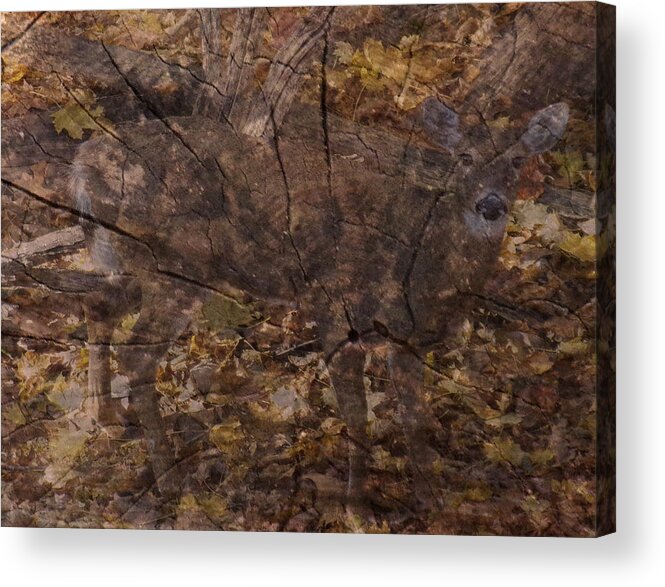Deer Acrylic Print featuring the mixed media Whitetail Deer by Christopher Reed