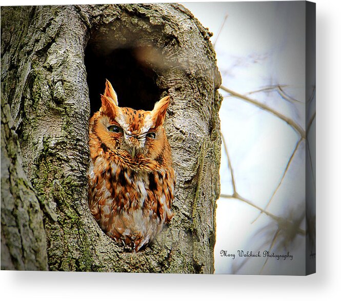 Eastern Screech Owl Red Morph Acrylic Print featuring the photograph Whooo are You by Mary Walchuck