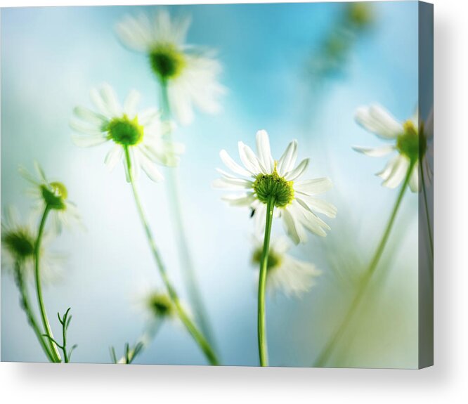 Chamomile Flowers Acrylic Print featuring the photograph Wild Chamomile Flowers by Nailia Schwarz