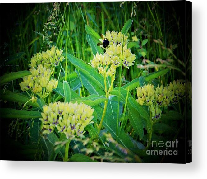  Acrylic Print featuring the photograph Wildflower Surprise by Shirley Moravec