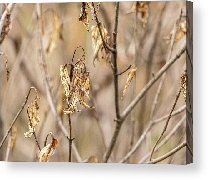 Wilted Leaves Brown Shallow Depth Of Field Acrylic Print featuring the photograph Wilted leaves by David Morehead