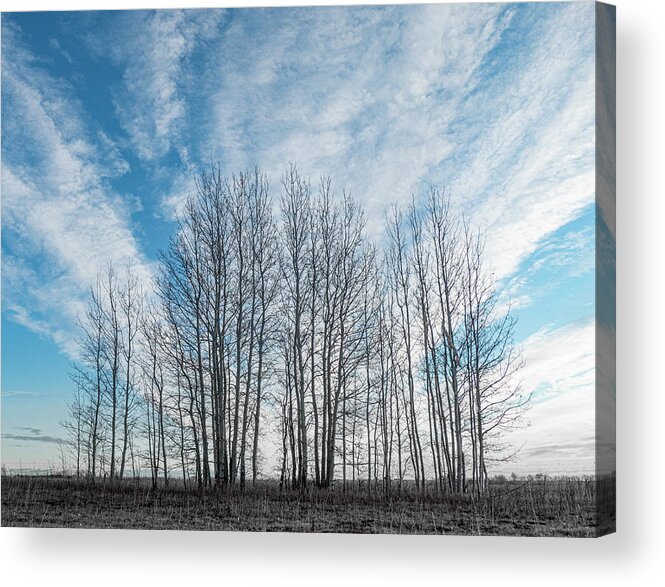 Sky Acrylic Print featuring the photograph Winter poplar bluff and sky by Karen Rispin