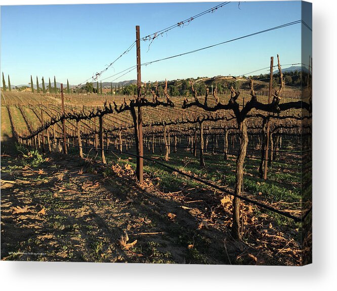 Winter Acrylic Print featuring the photograph Winter Vines Hart Winery Temecula by Roxy Rich