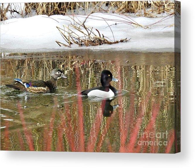 Ring Neck Duck Acrylic Print featuring the photograph Wood Duck and Ring Neck by Nicola Finch