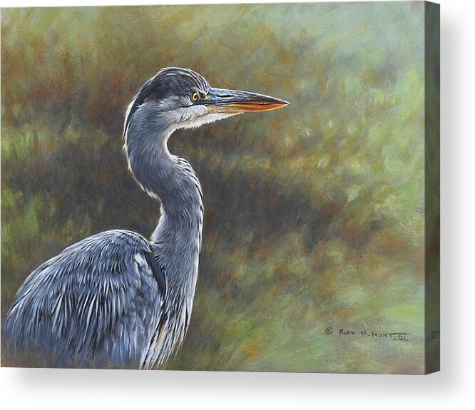 Heron Acrylic Print featuring the painting Young Heron Study by Alan M Hunt