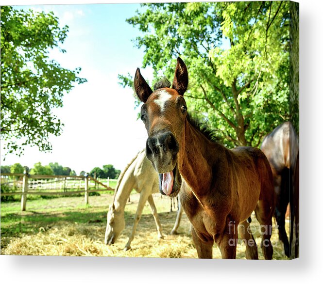 Horse Acrylic Print featuring the photograph Young horse by Jelena Jovanovic