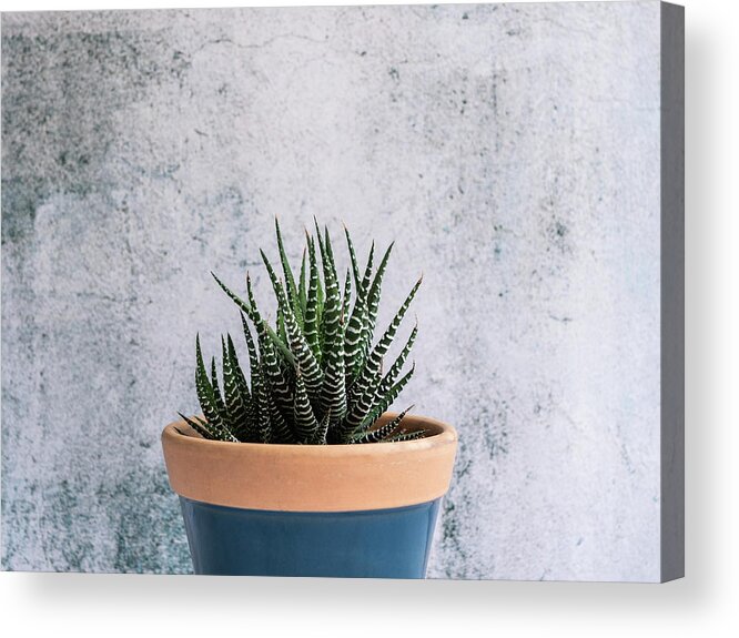 Plant Acrylic Print featuring the photograph Zebra Plant - Striped Succulent by Jennifer Walsh