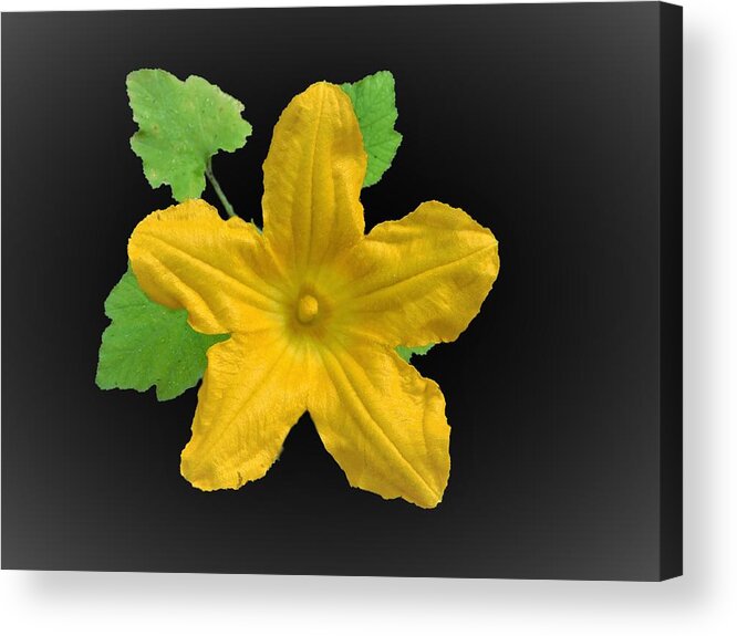 Zucchini Acrylic Print featuring the photograph Zucchini Squash Bloom by Carl Moore
