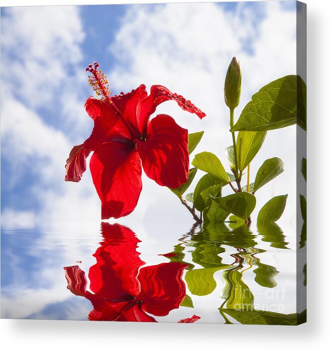 Azoren Acrylic Print featuring the photograph Hibiskus by Fabian Roessler