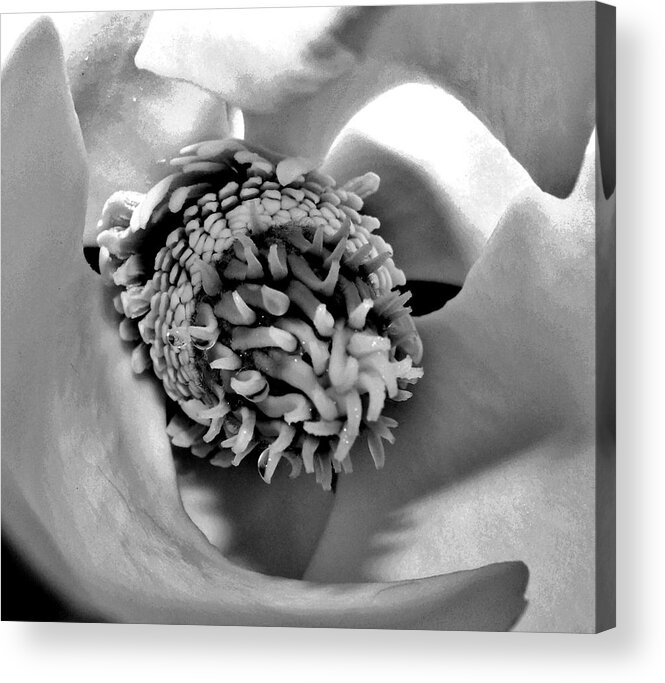 Magnolia Acrylic Print featuring the photograph Sugar of Magnolia by Hominy Valley Photography